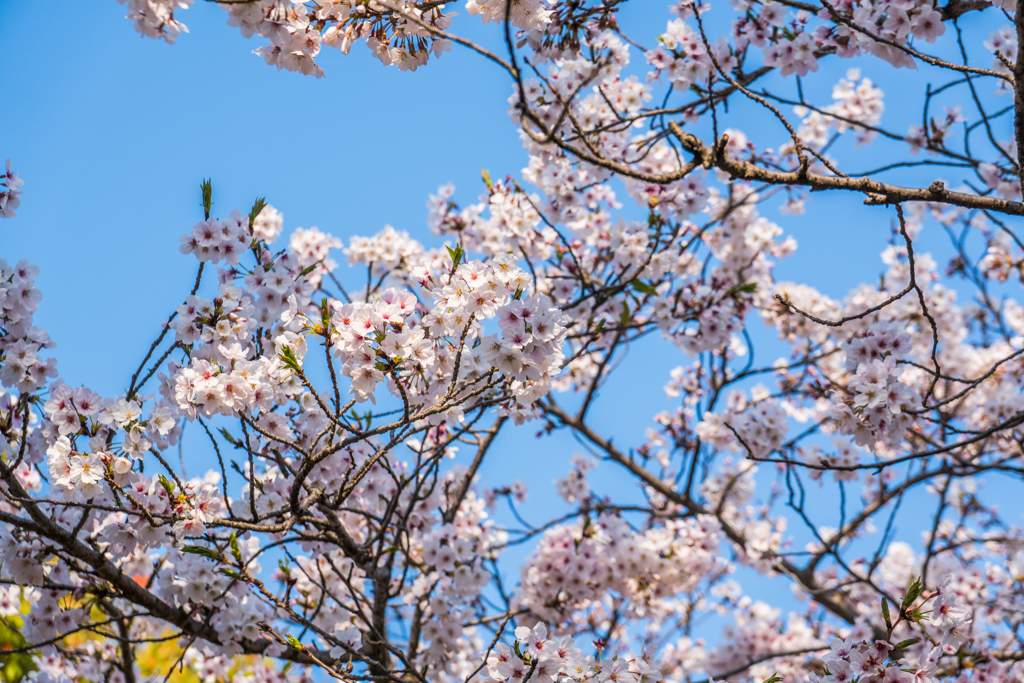 桜満開