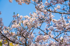 桜満開