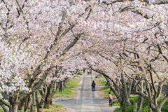 円応寺の桜並木-2