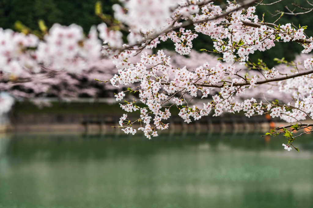 庭木ダムの桜-10