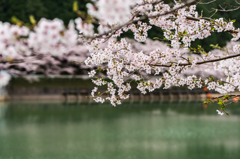 庭木ダムの桜-10