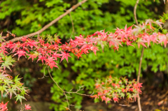 仁比山神社の紅葉-4