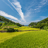 春日の棚田-2