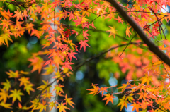 若宮八幡宮奥の紅葉-4