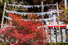 ドウダンツツジ@仁比山神社-2