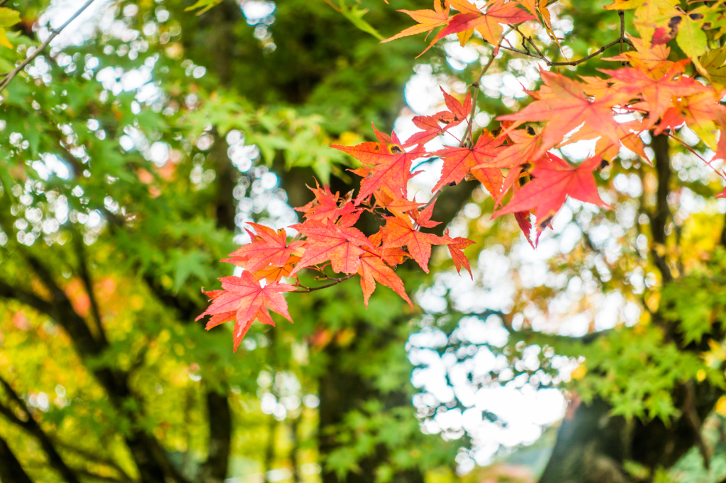 杉山白石神社の紅葉-1
