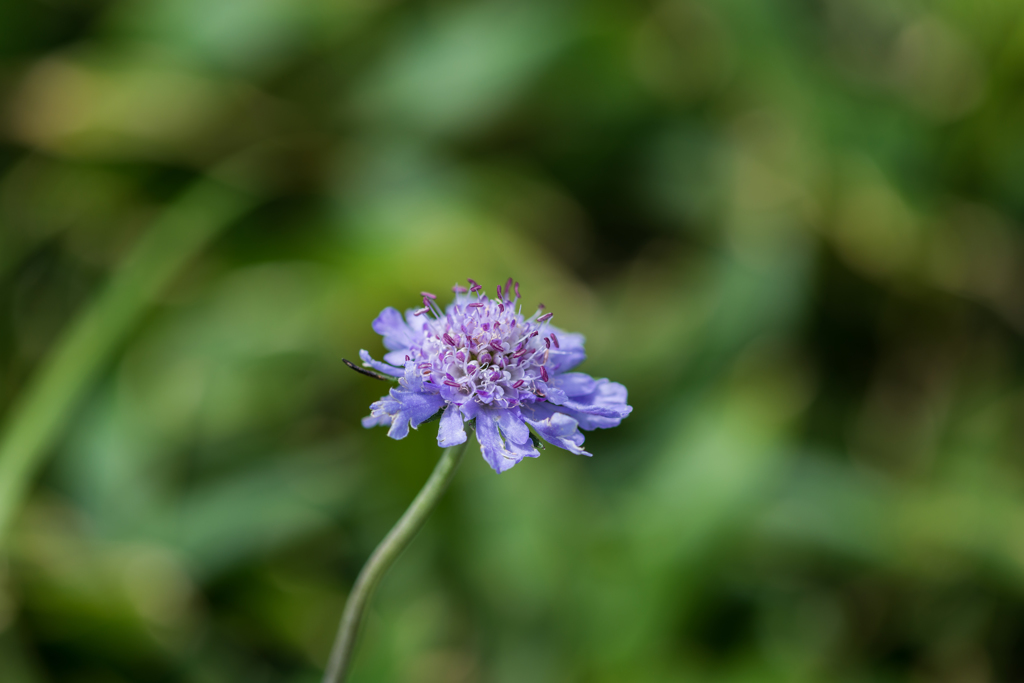 マツムシソウ-1