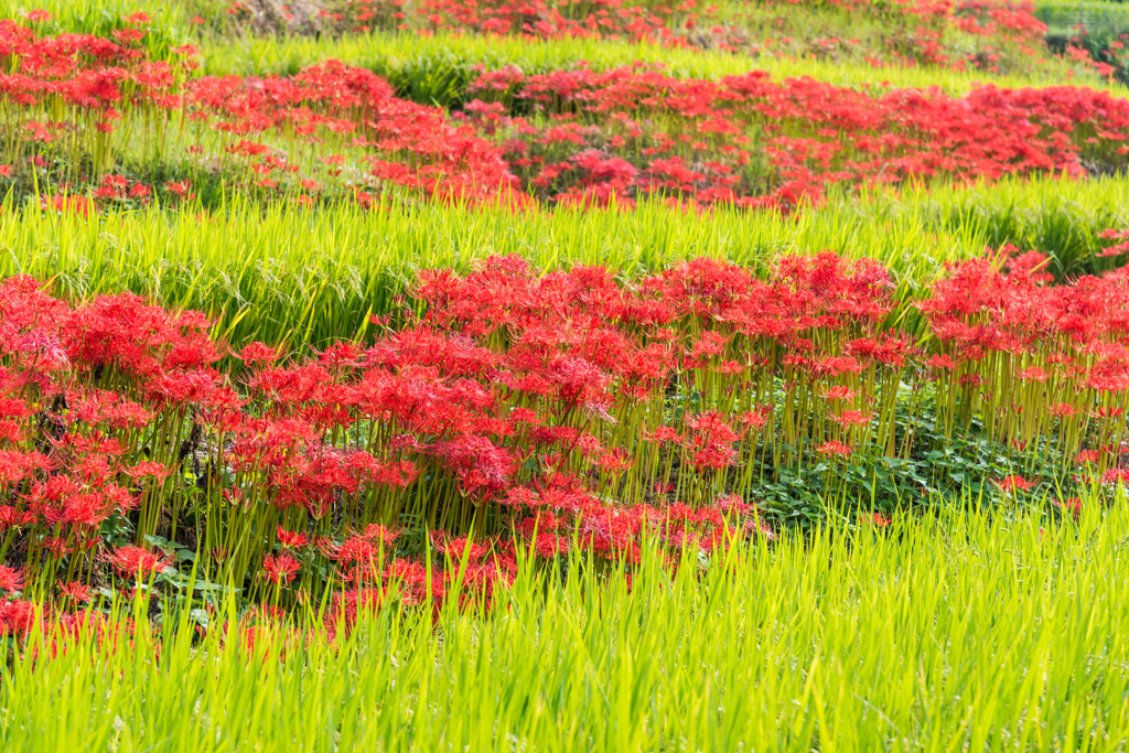 江里山の彼岸花-01