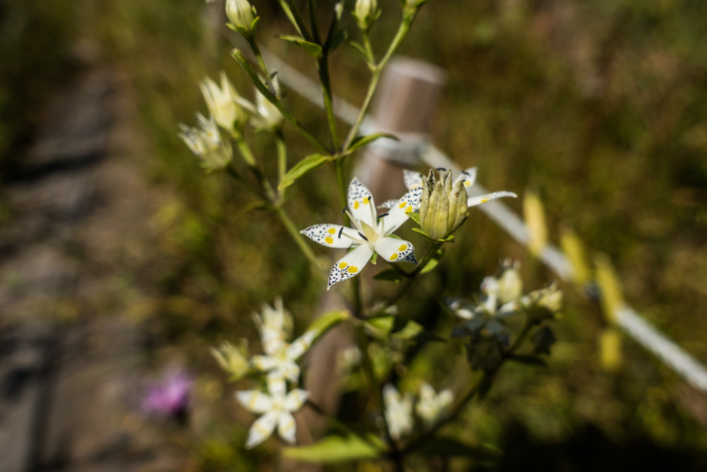 アケボノソウ