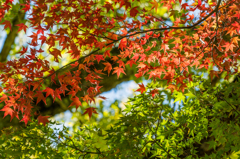 白石神社のモミジ-2