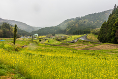 春の江里山棚田