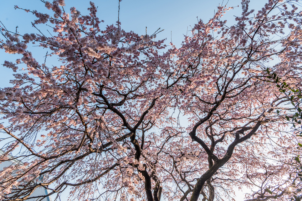 宝珠寺のヒメシダレ-3