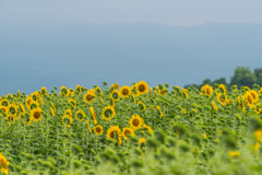 渕のひまわり-4