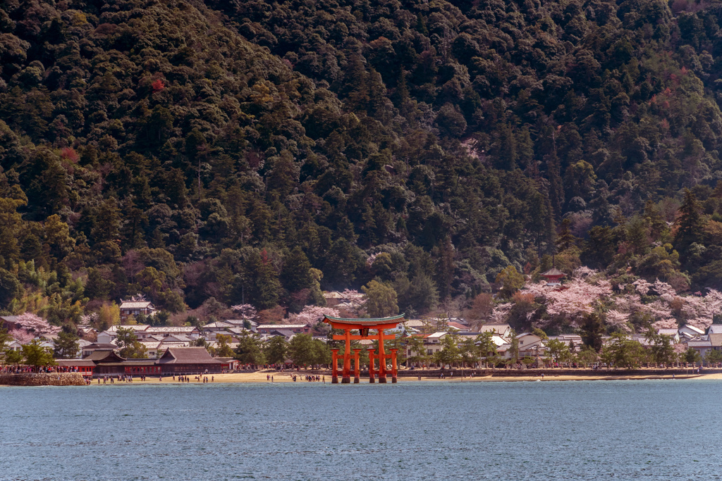 フェリーから春の宮島