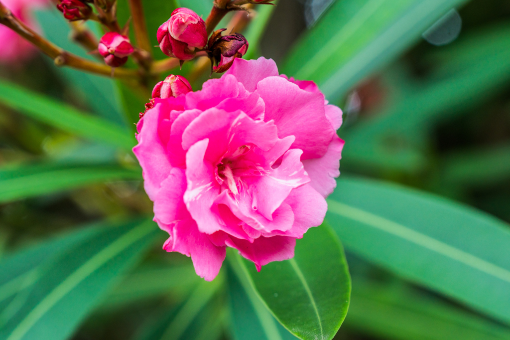 キョウチクトウ