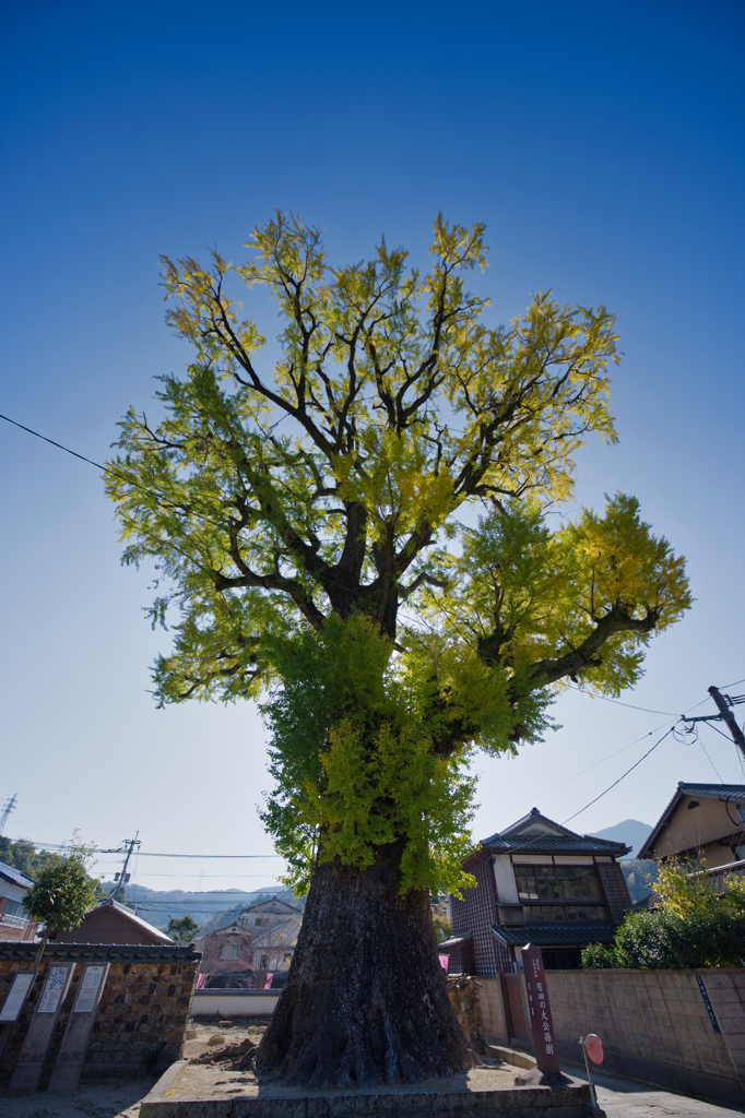 泉山の大公孫樹-1