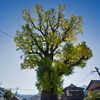 泉山の大公孫樹-1