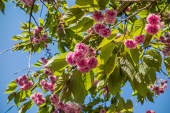 残っていた八重桜