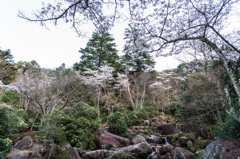 紅葉谷の桜