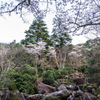 紅葉谷の桜