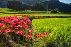 江里山の彼岸花-2