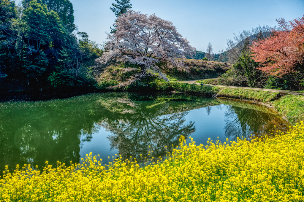 ジラカンス桜-1