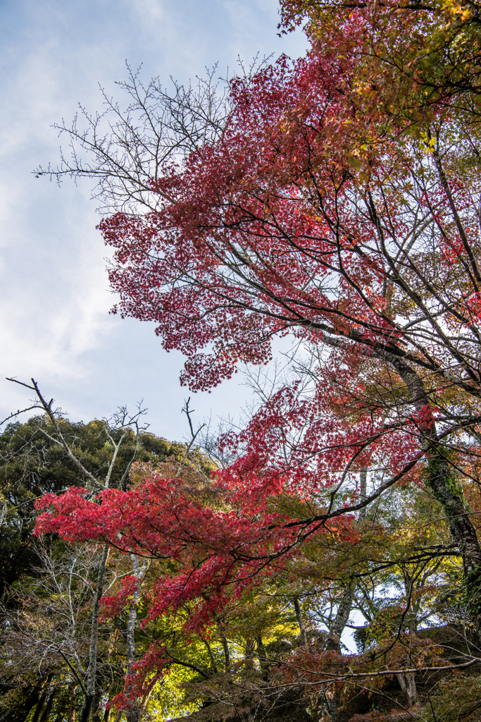 西渓公園-3