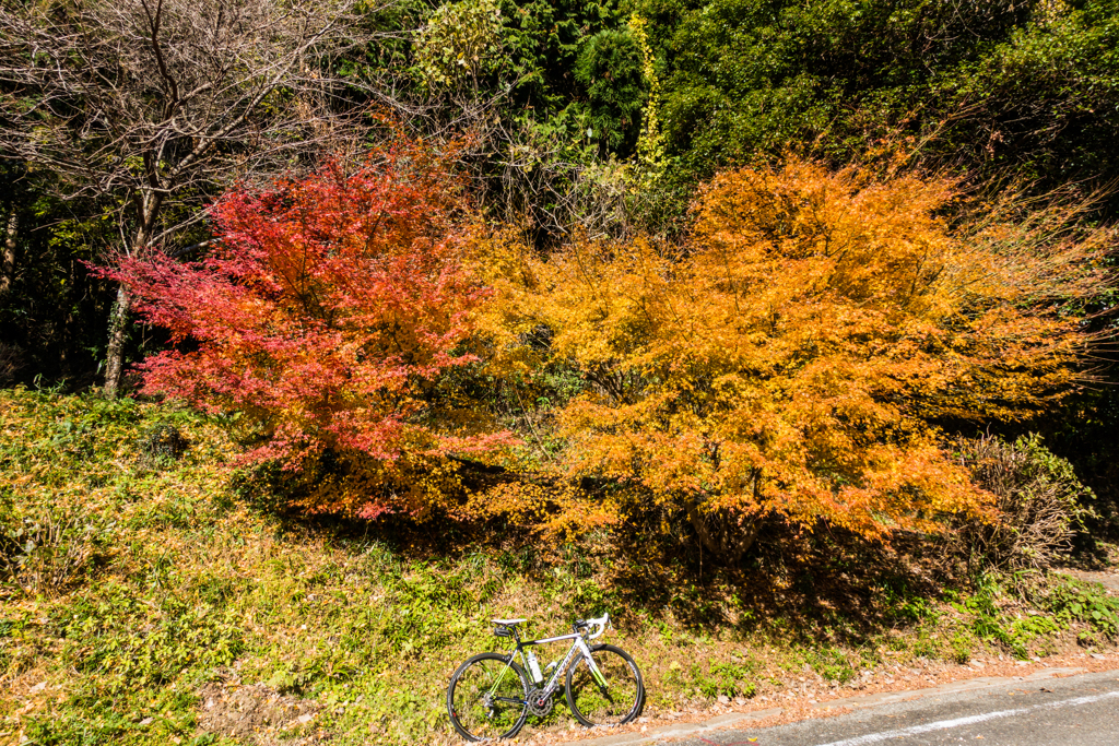 残っていた紅葉