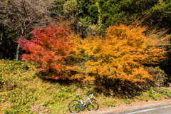 残っていた紅葉