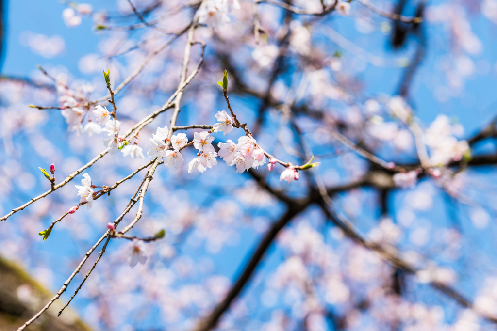 宝珠寺のヒメシダレ-9