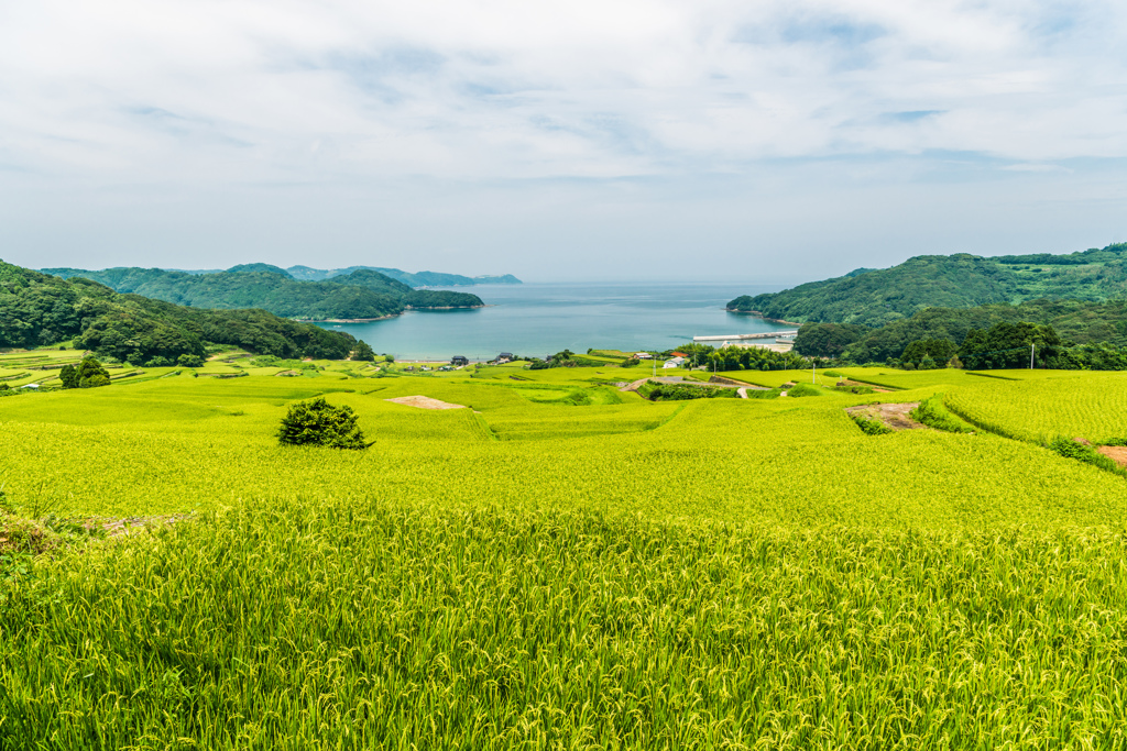 駄竹の棚田-2