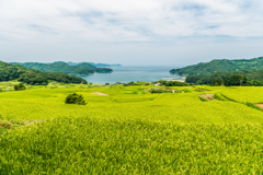 駄竹の棚田-2