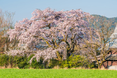 麦畑と枝垂桜-2