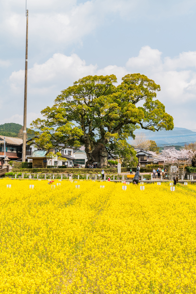 川古の大楠と菜の花