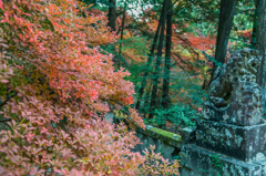 仁比山神社のドウダン_2014.11.20-1