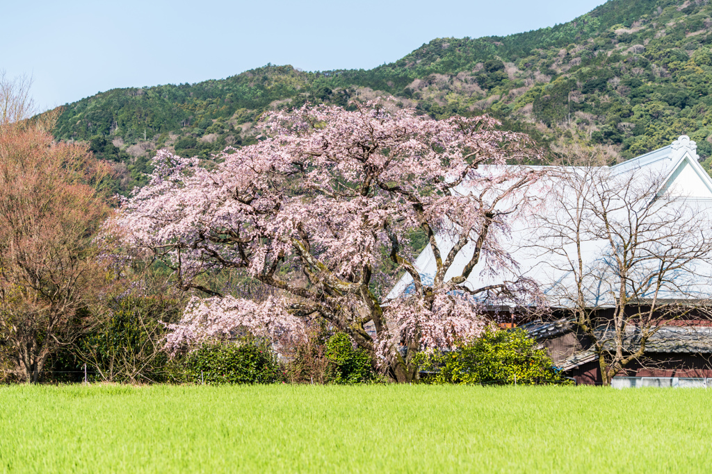 宝珠寺のヒメシダレ-1