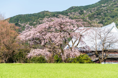宝珠寺のヒメシダレ-1 宝珠寺のヒメシダレ-1