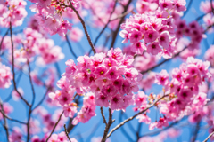 ヨウコウザクラ@堀端