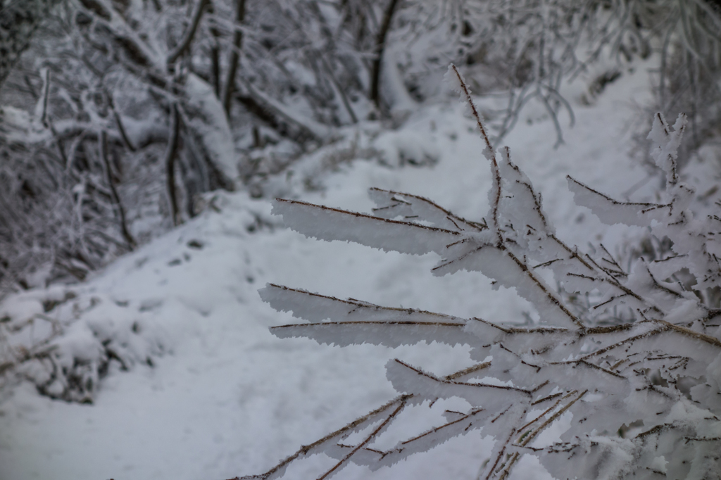 登山道の霧氷-1