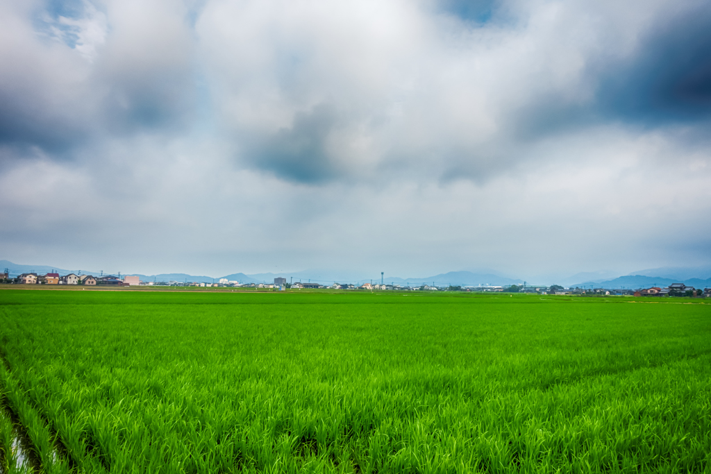 梅雨は明けましたが...