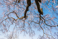 宝珠寺のしだれ桜-12