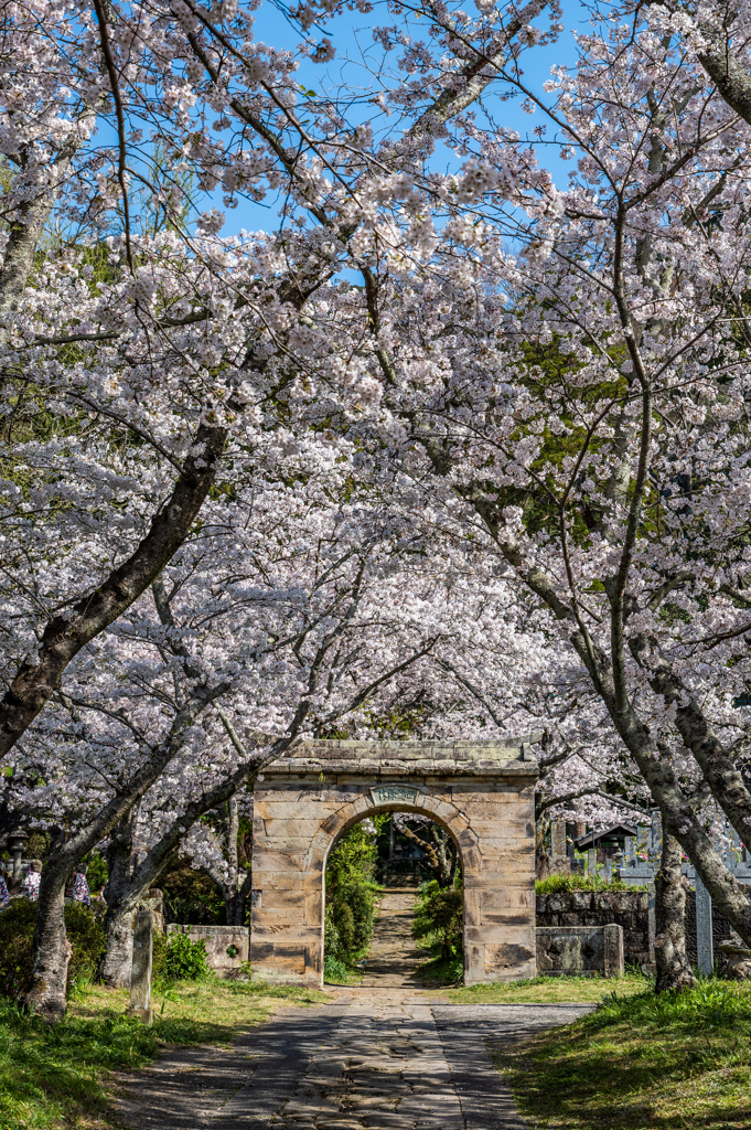 円応寺の桜