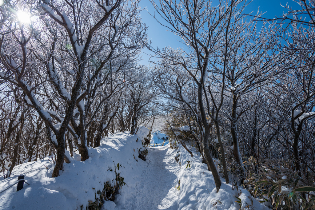 木漏れ日の雪道