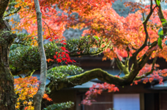 九年庵-主屋裏の紅葉_2014.11.20-1