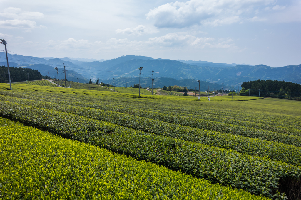 星野村の茶畑-1