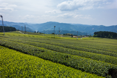 星野村の茶畑-1