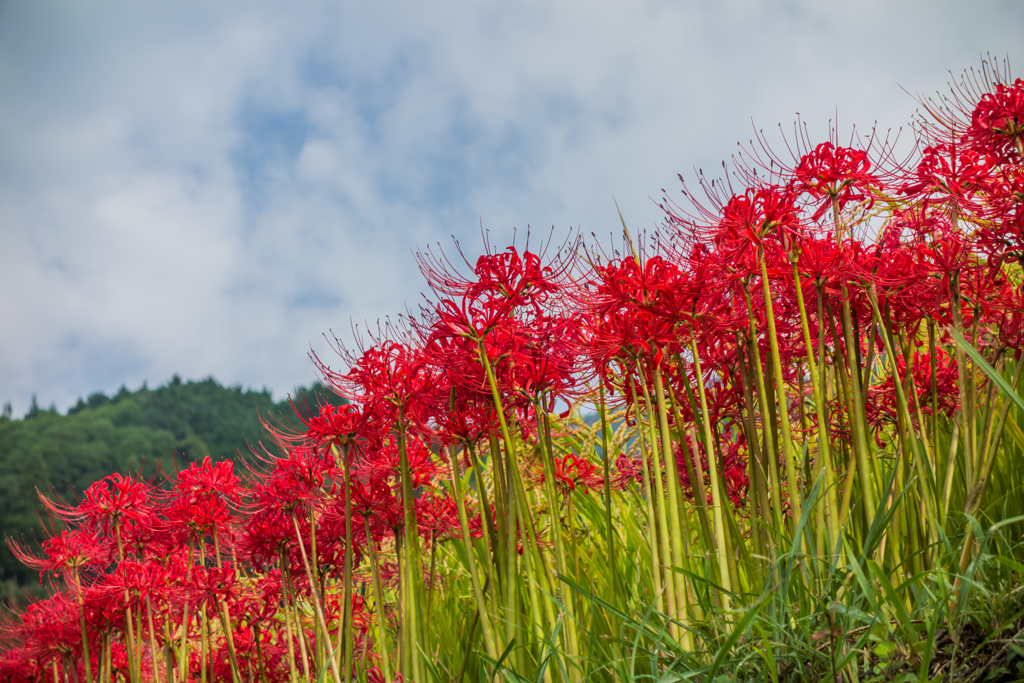 江里山の彼岸花-5