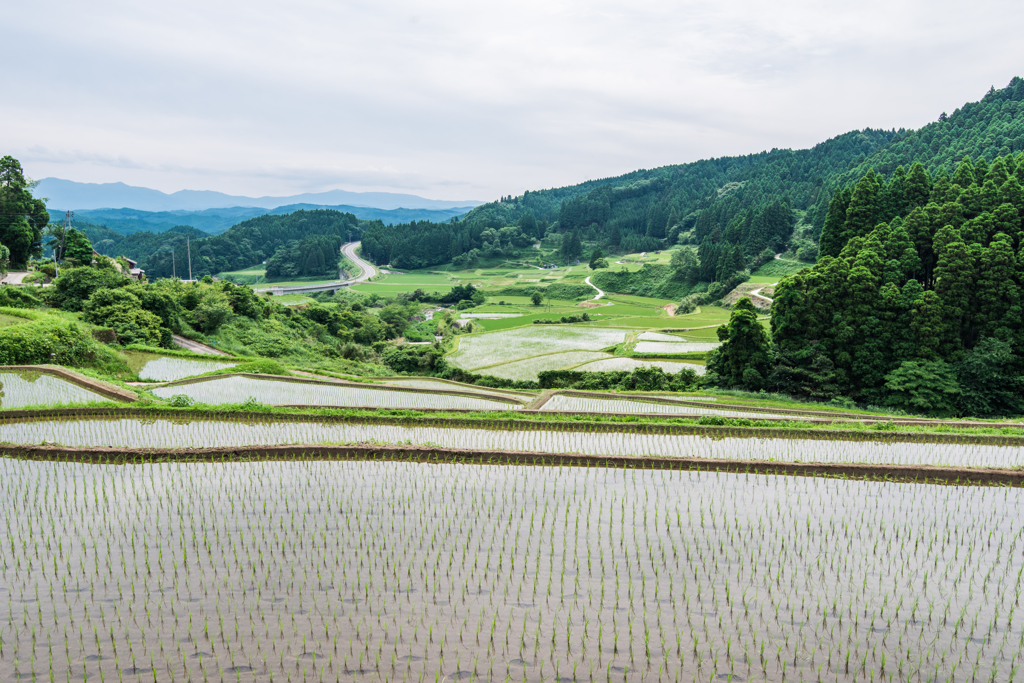 西の谷の棚田-1