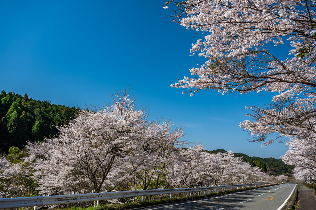 赤穂山の桜-1