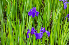 カキツバタ
